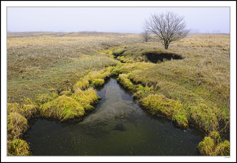 Streaming Through Gold-Tufted Winter Meadow