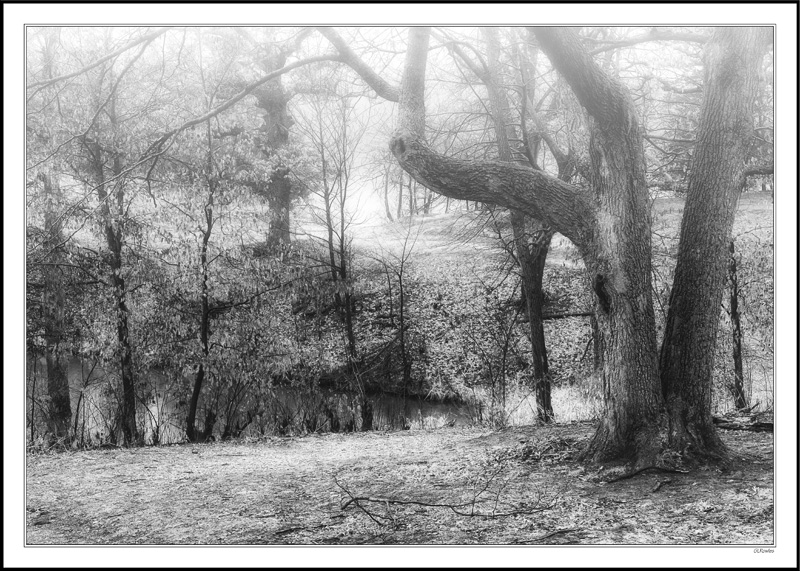 Fog Shrouded Lake Cove