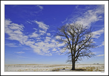 Sturdy Oak - Windswept Clouds