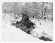 Hoar Frost Embraces The Stream