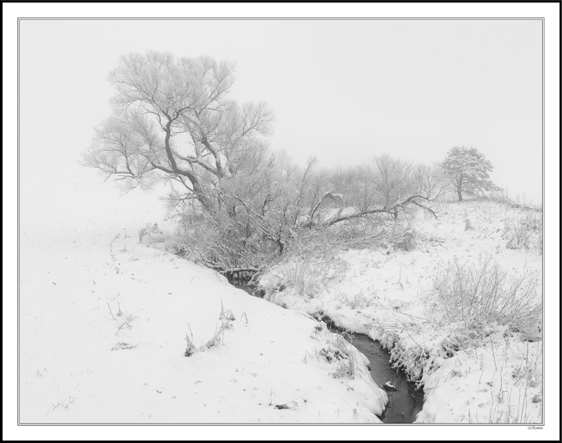 Frosted Trees Fade Into The Haze