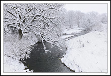 Ragged Hoary Branches Grasp At The Stream