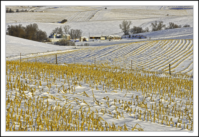 Gold-flecked Corduroy Contours