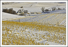 Gold-flecked Corduroy Contours