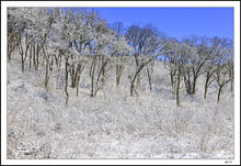 Frosted Grove