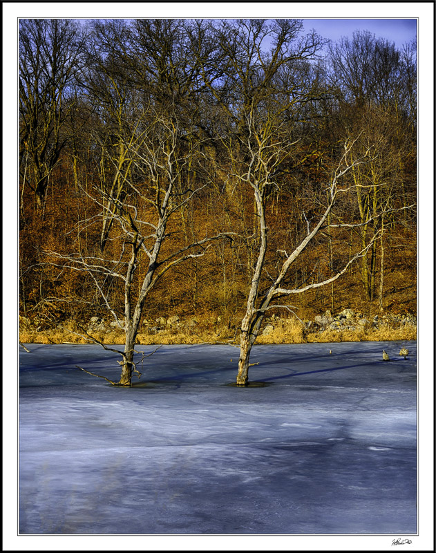 Wintry Still Life