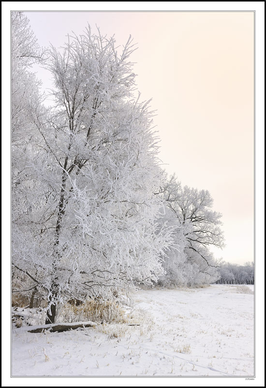 Hoar Frost & Virgin Woods I