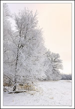 Hoar Frost & Virgin Woods I