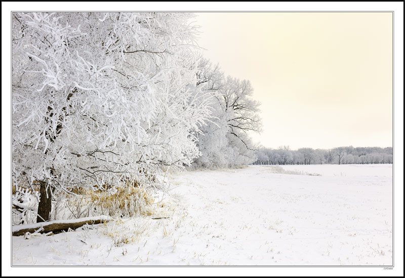 Hoar Frost & Virgin Woods II