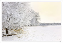 Hoar Frost & Virgin Woods II