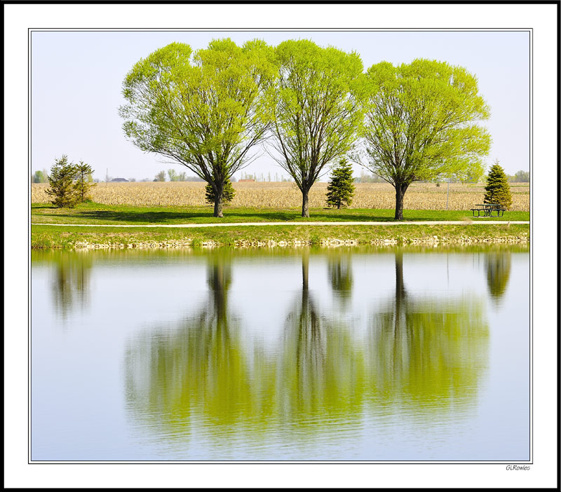 Three Trees