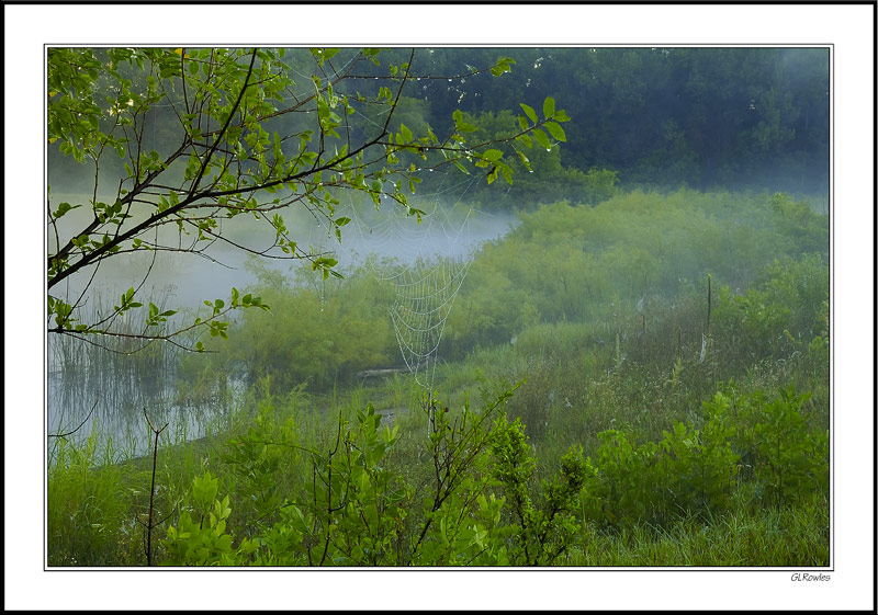 Dew-Soaked Wetland