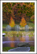 Flaming Foliage And Forms