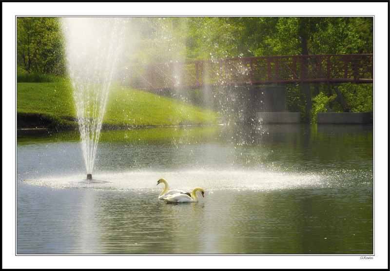 Swan Retreat