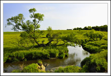 Natural Bonsai Formations on the Stream Bank