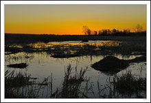 Wetlands Spring to Life Pre-Dawn I