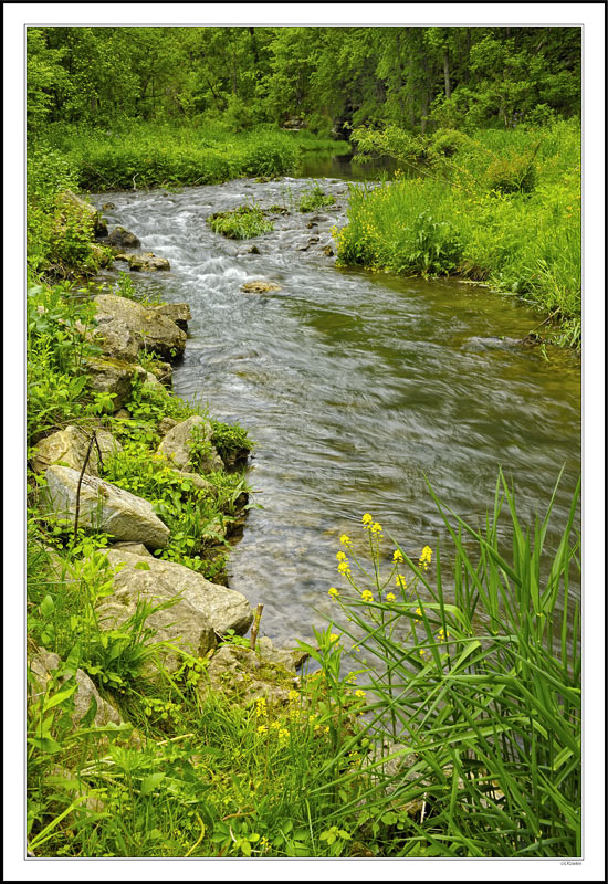 Wildflowers Dot the Banks of a Rushing Creek I