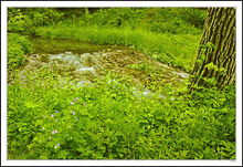 Wildflowers Dot the Banks of a Rushing Creek II