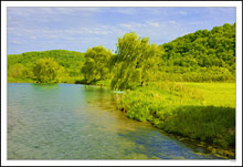 Willows Wave in Spring Breezes