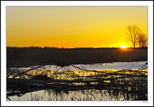 Wetlands Spring to Life Pre-Dawn II