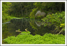 Bloody Run Pond