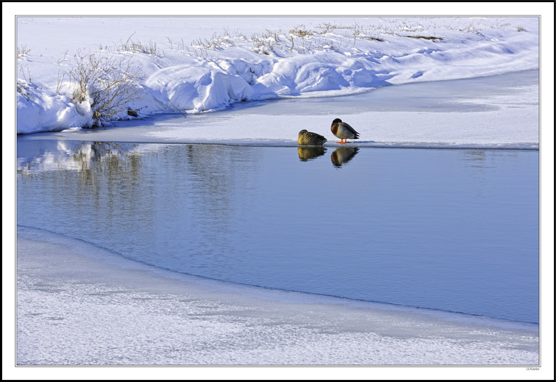 Canada Geese Rest at Water's Edge