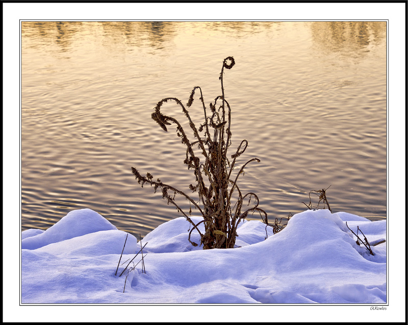 Summer's Weeds, Winter's Bouquet