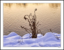 Summer's Weeds, Winter's Bouquet