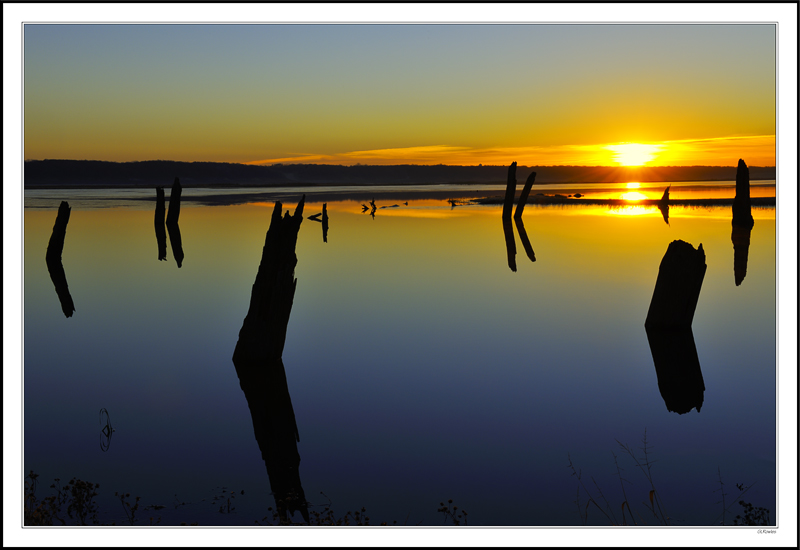 Tree-Trunk Lagoon Sunrise III