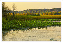 A Field Of Water Lilies At Sunrise