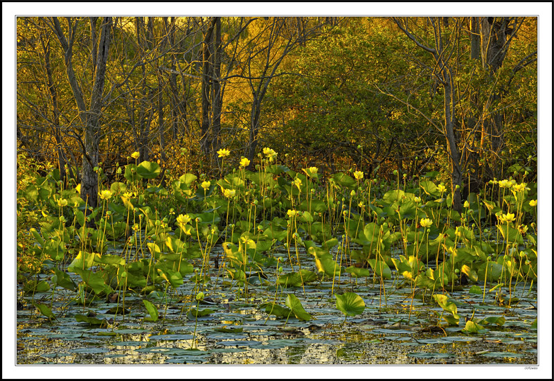 Native Water Lilies Bathed In Morning Sunlight II