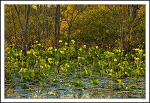 Native Water Lilies Bathed In Morning Sunlight II