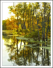 Reflections In A Green Island Waterway I