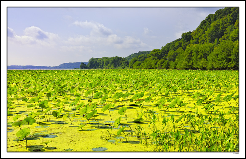 Vast Expanse of Water Lilies On The Wide Mississippi I