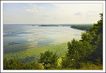 Vast Expanse of Water Lilies On The Wide Mississippi II