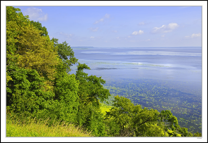 Vast Expanse of Water Lilies On The Wide Mississippi III