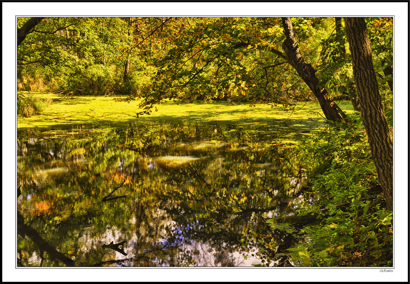 An Elaborate Brocade Of Texture and Reflection