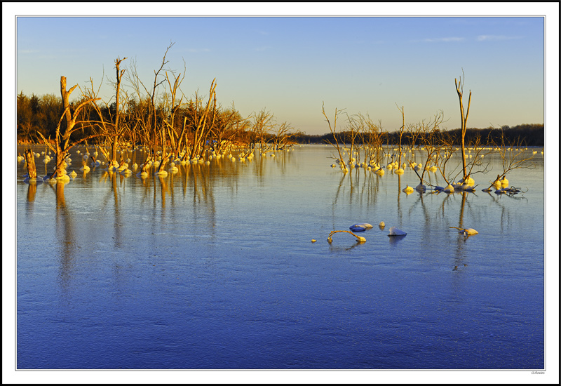 Are Gulls Nesting In The Barren Forest?