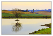 Willow Reflection