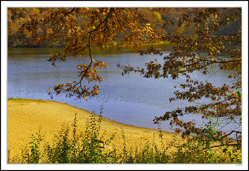 Sunglow Boughs And Sands