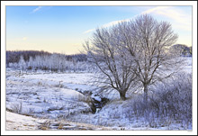 Frosted Boughs Young and Old