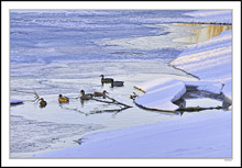 Mallards Glide The Frozen Pond