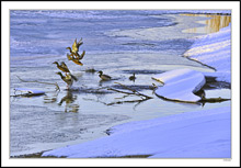 Mallards Flee The Frozen Pond