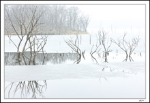 Snags Seem To Dance In The Spring Thaw On Brushy Creek Lake