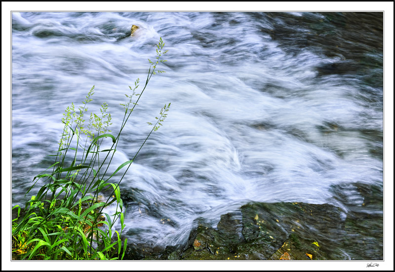 Passive Grasses, Rushing Waters
