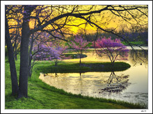 Red Buds And Still Waters
