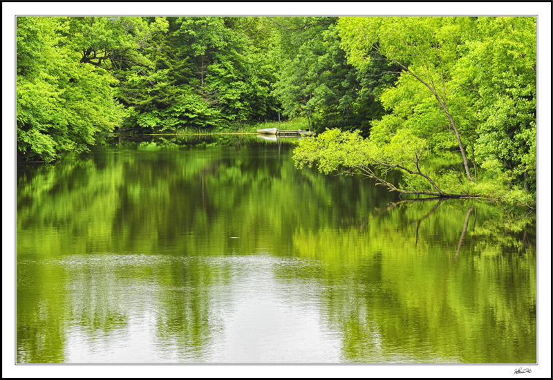 Shimmering Yellow-Greens
