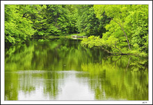 Shimmering Yellow-Greens