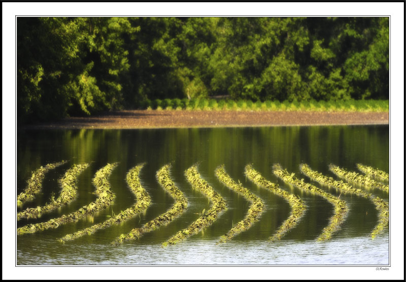 Water Snakes