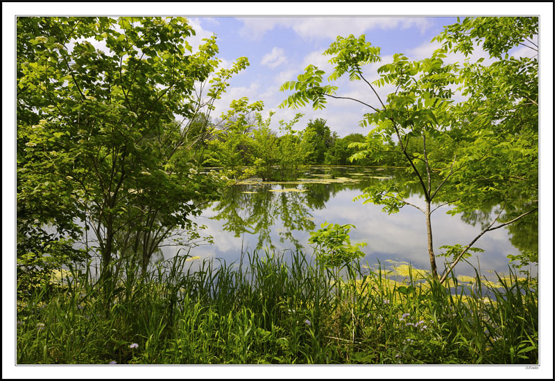 Secluded Reflections